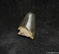 / Inch Partial Tyrannosaurid Tooth, T-Rex #1268-2